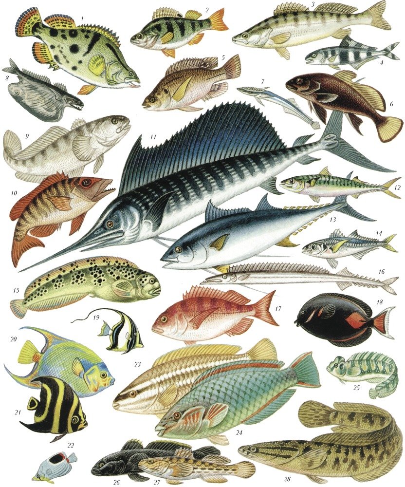 Рыба отряда окунеобразных