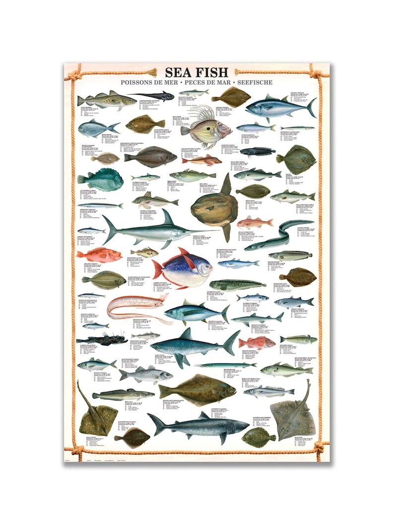 Промысловые рыбы Балтийского моря