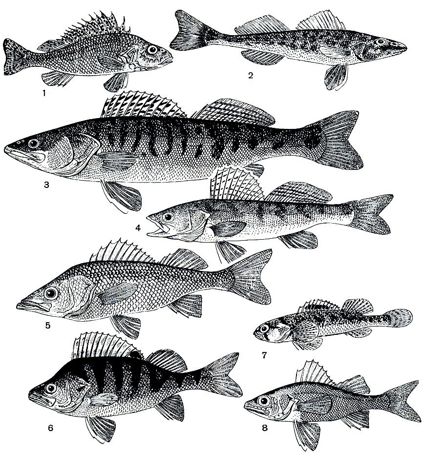 Озерные рыбы