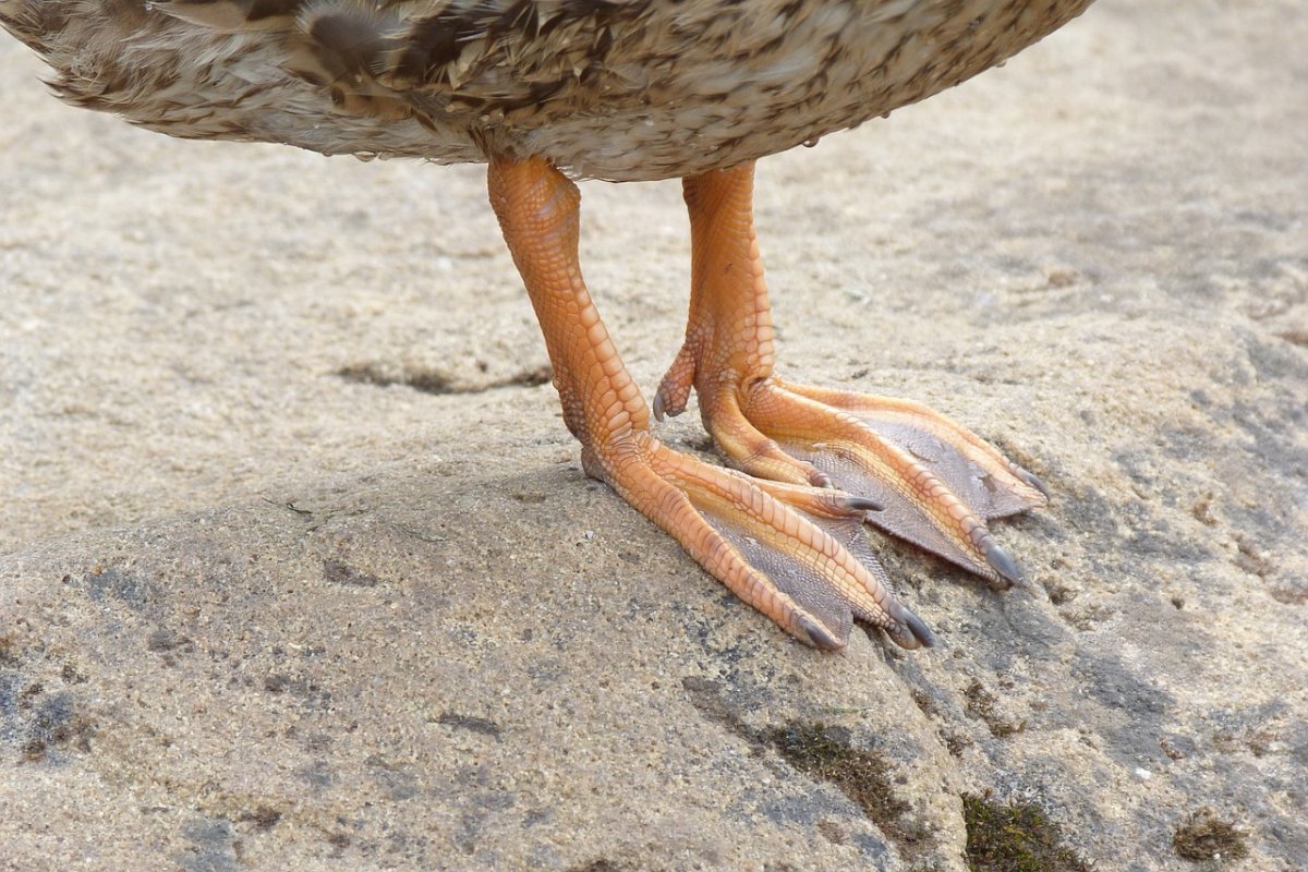 Лапы утки кряквы