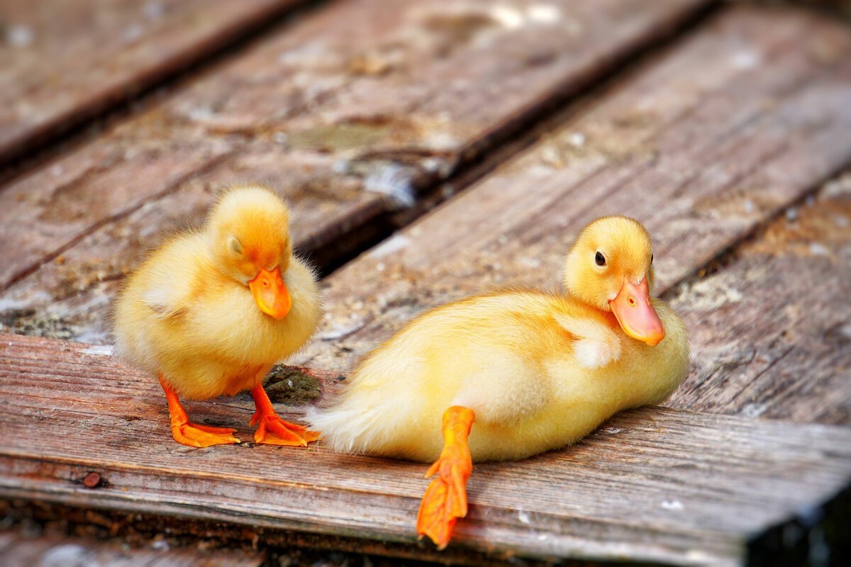 Утка желтая