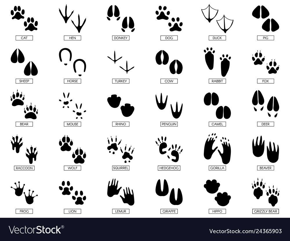 Следы животных вектор