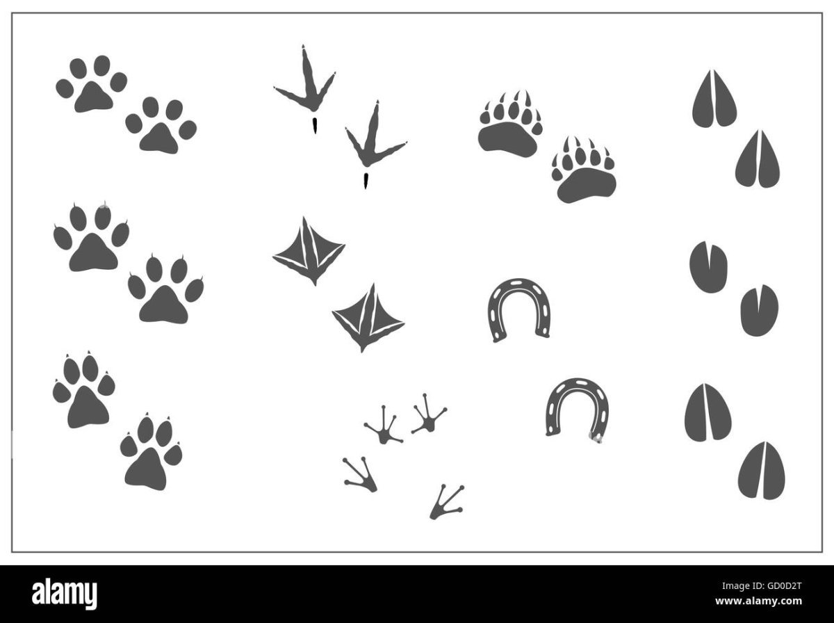 Лапки Утиные