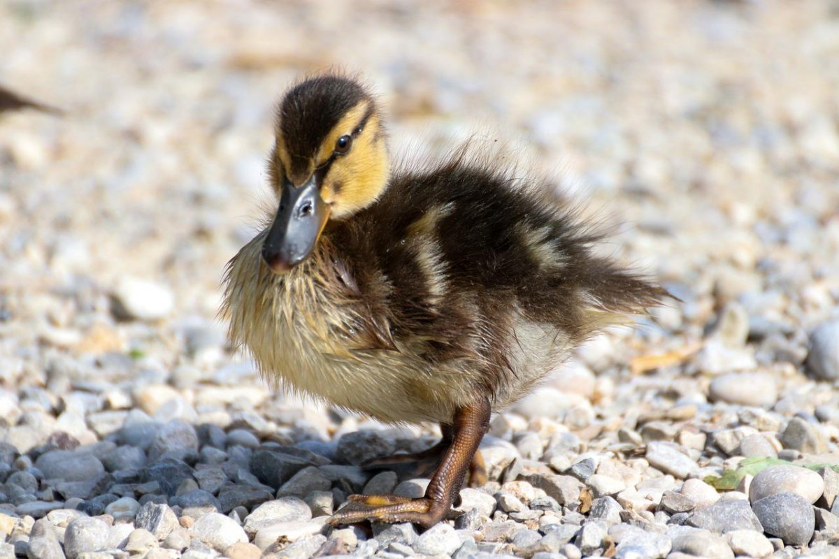 Цыпленок и утенок