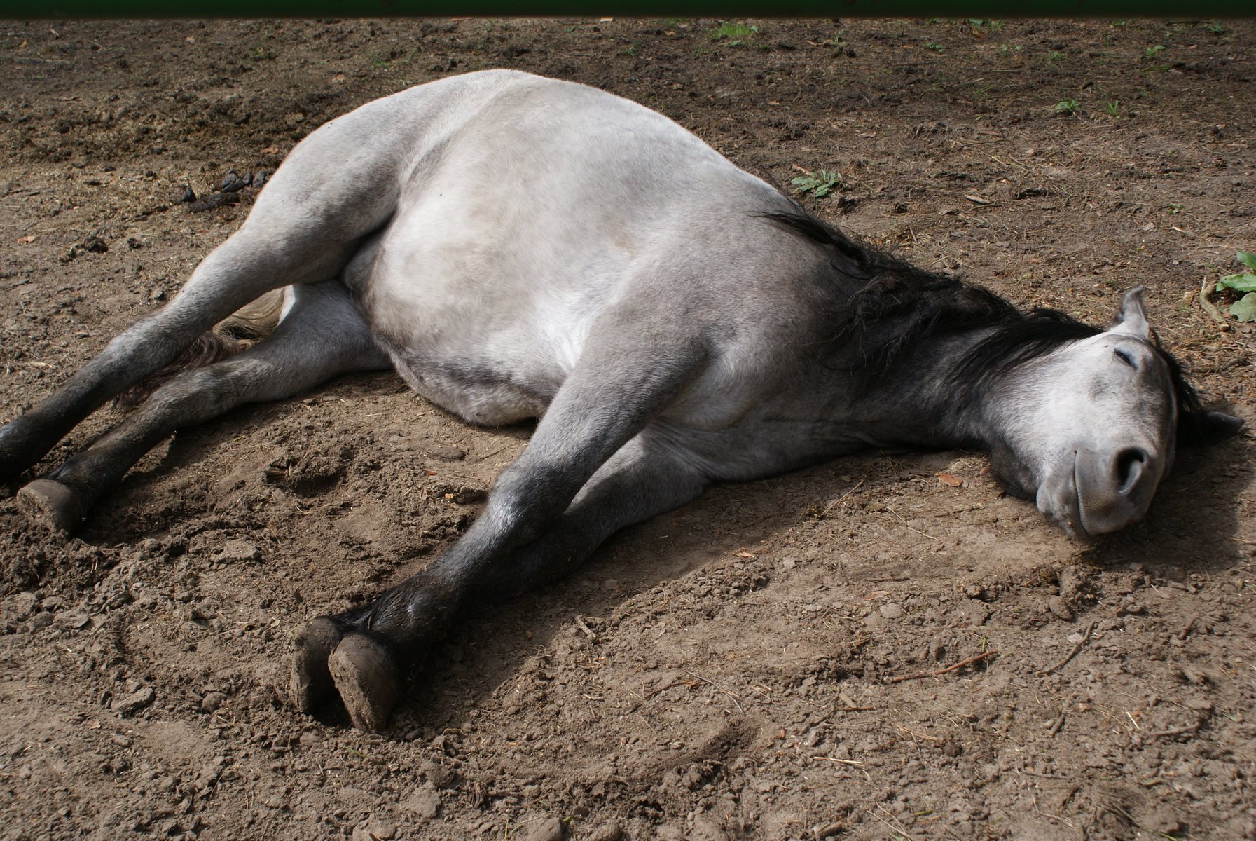 Уставший конь