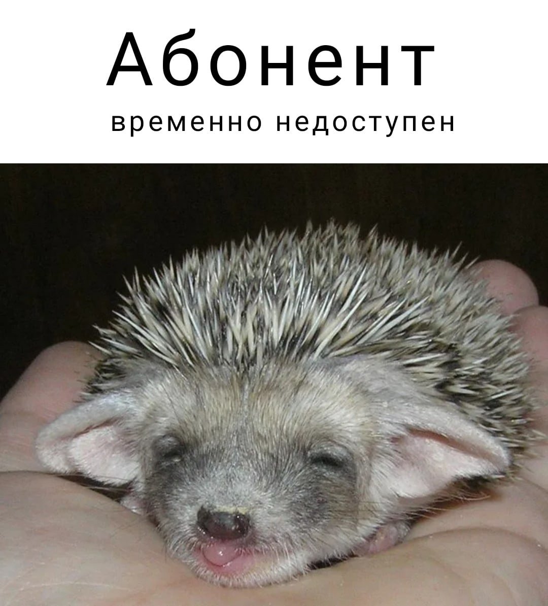 Ежик шаблон для рисования