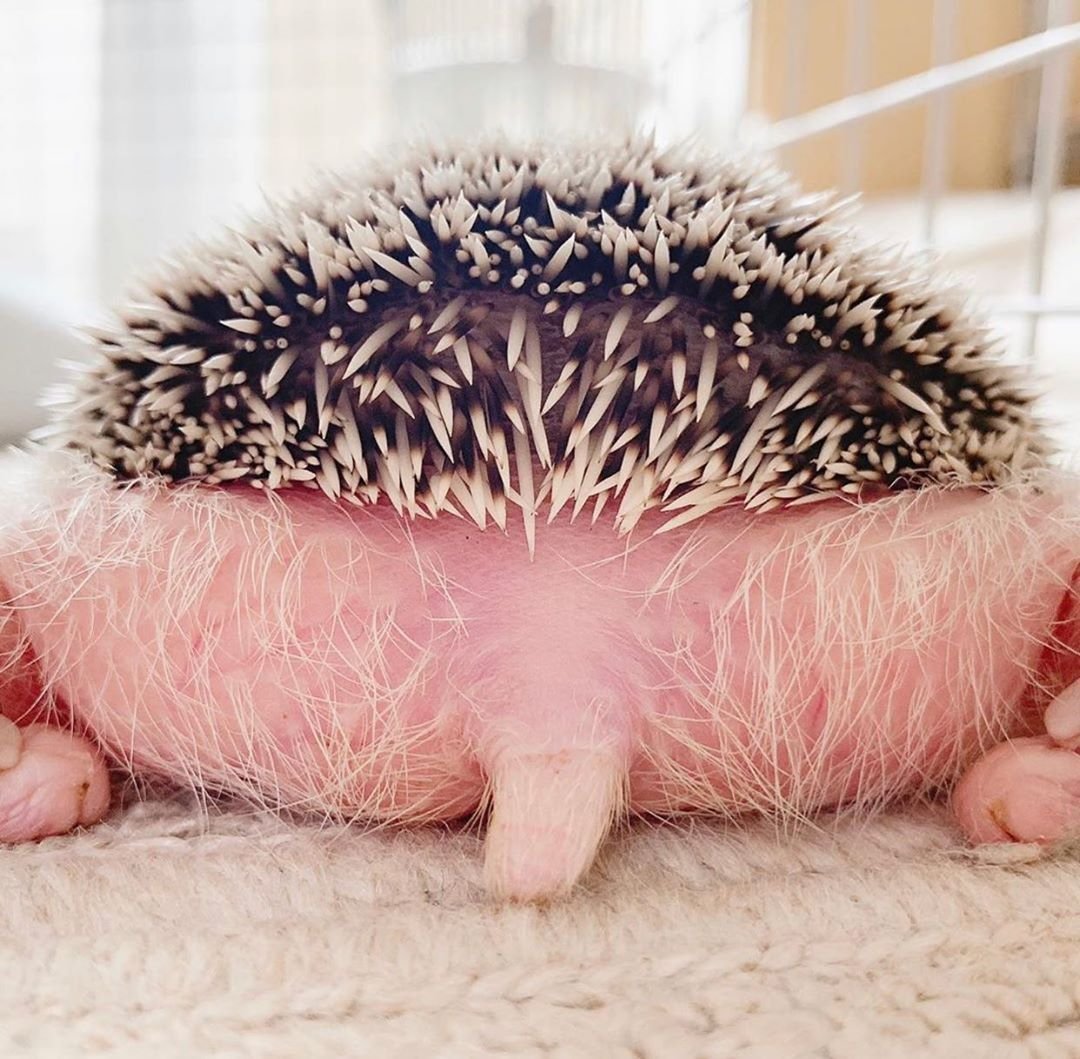 Дорисуй ежику иголки