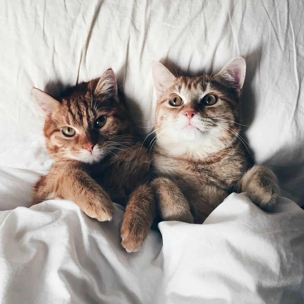 Коты любовь