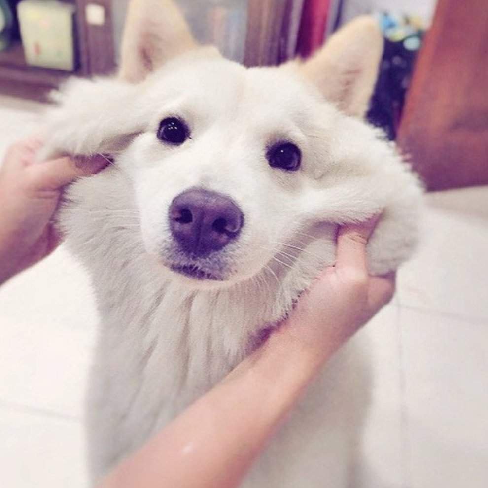 Злая собака не кусается