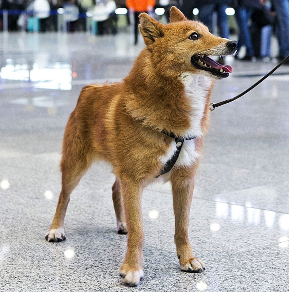 Шалайка собака Сулимова