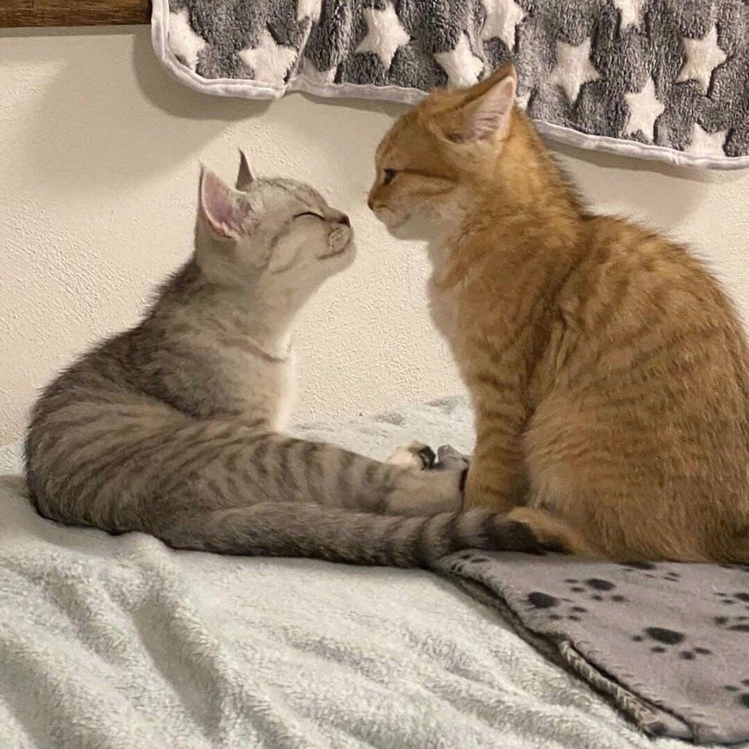 Котята тьмок