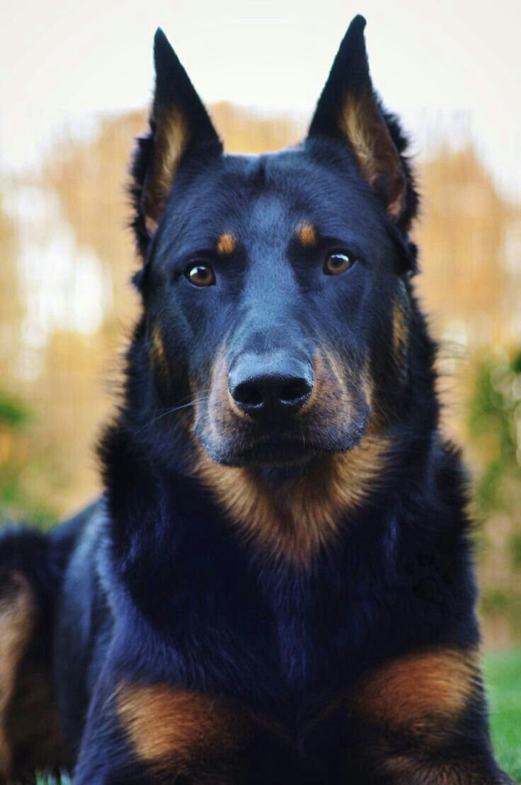 Овчарка Босерон