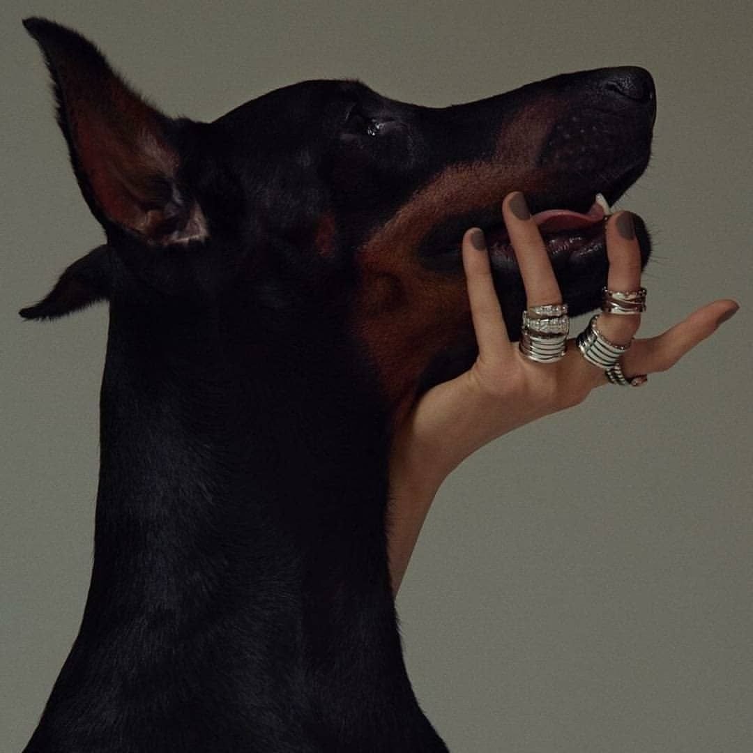 Доберман Black aesthetic
