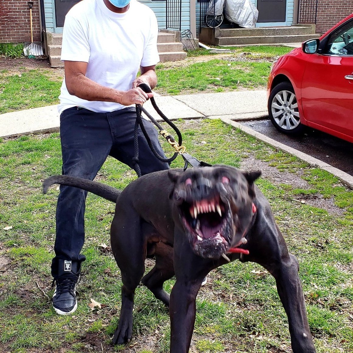 Стаффордширский терьер разноглазые