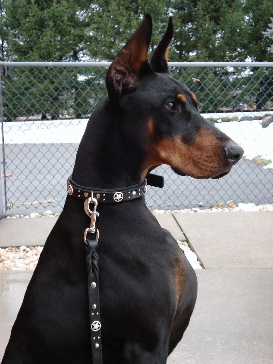 Доберман Европейский Эстетика