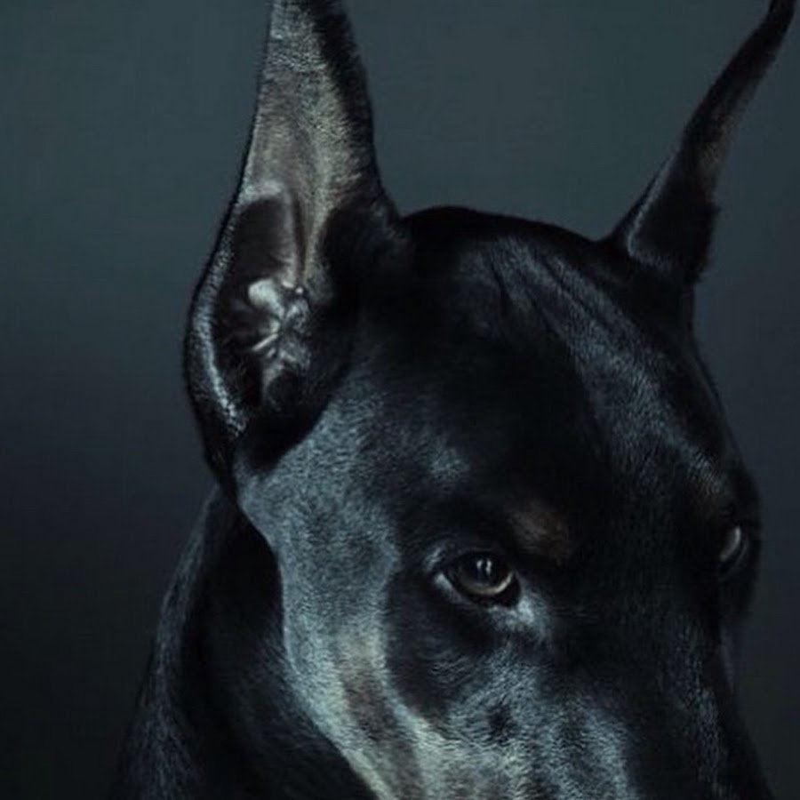 Доберман Эстетика