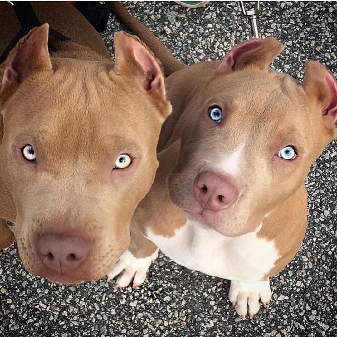 Дог и чихуахуа