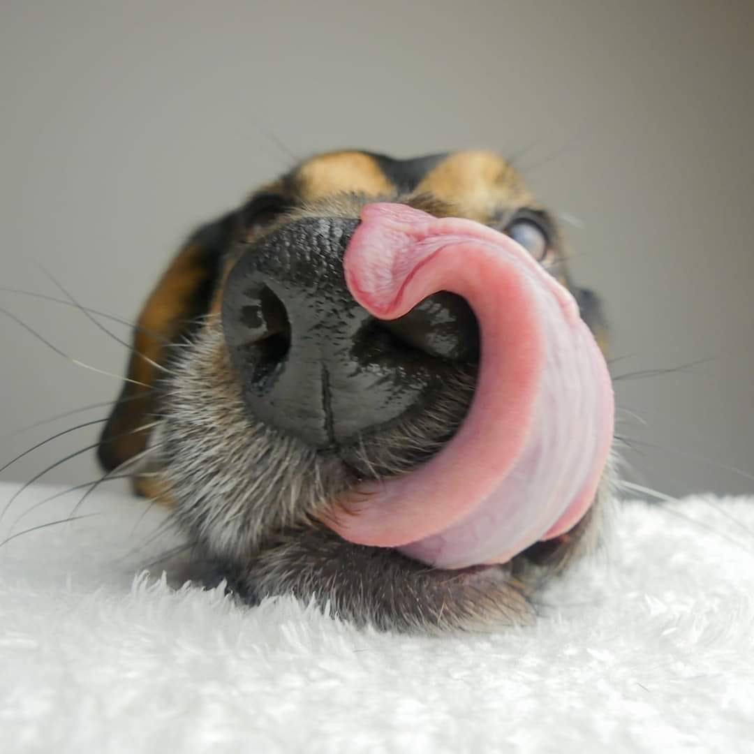 Собачьи ушки