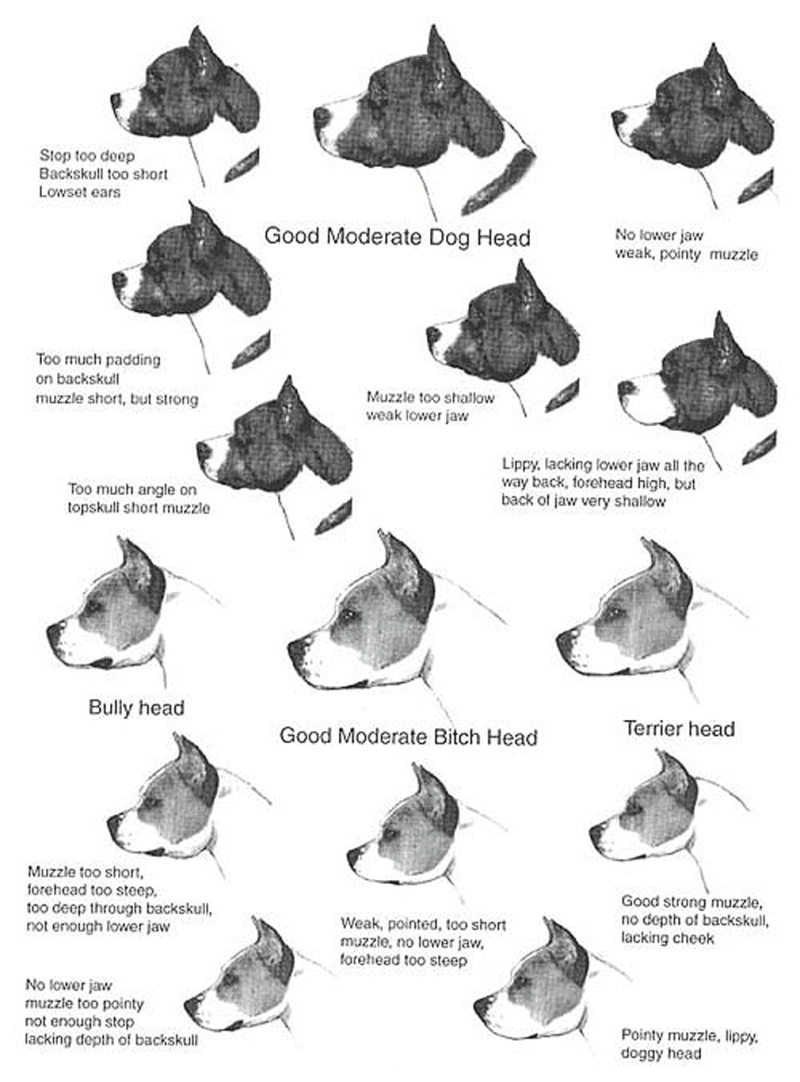 Полустоячие уши у собак порода