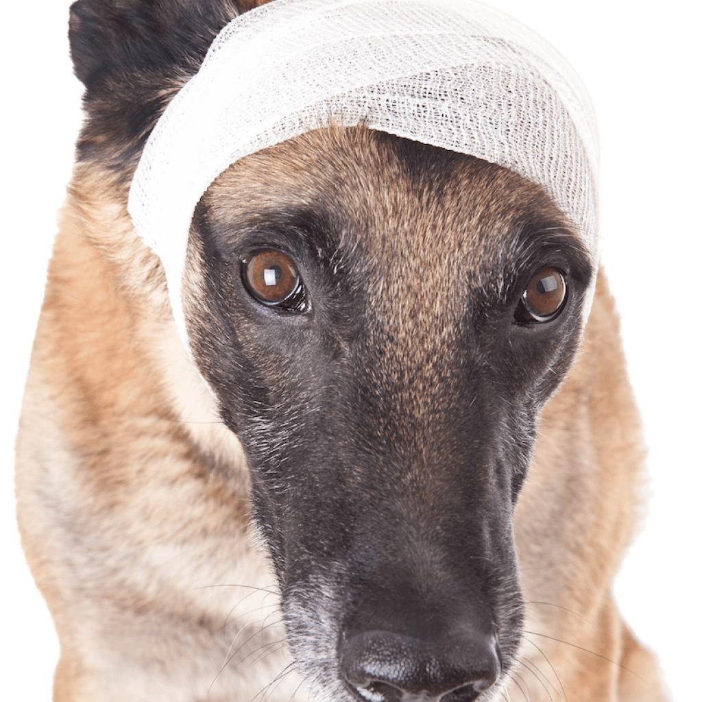 Иберийский заяц Португалия