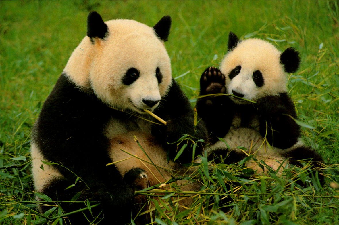 Большая Панда красная книга