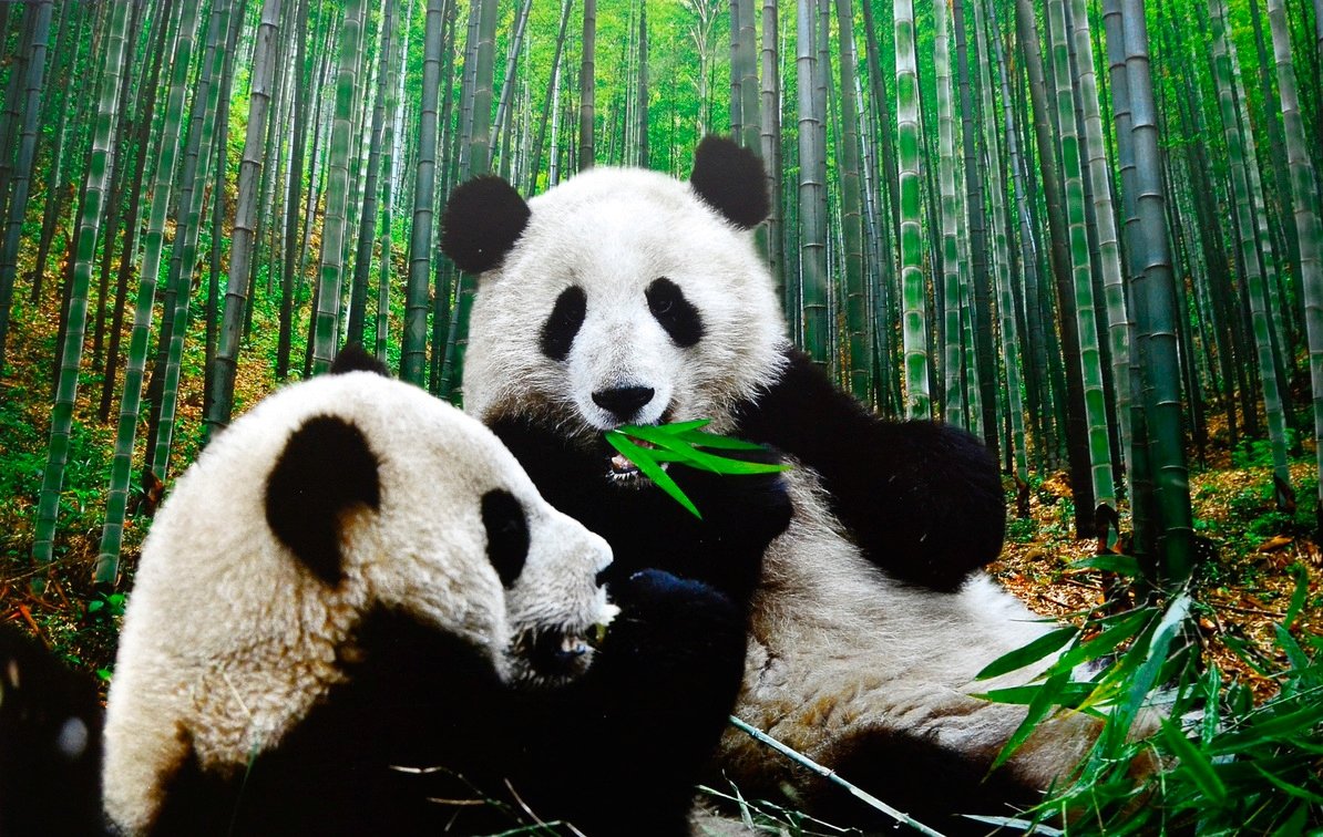 Панда на ветке