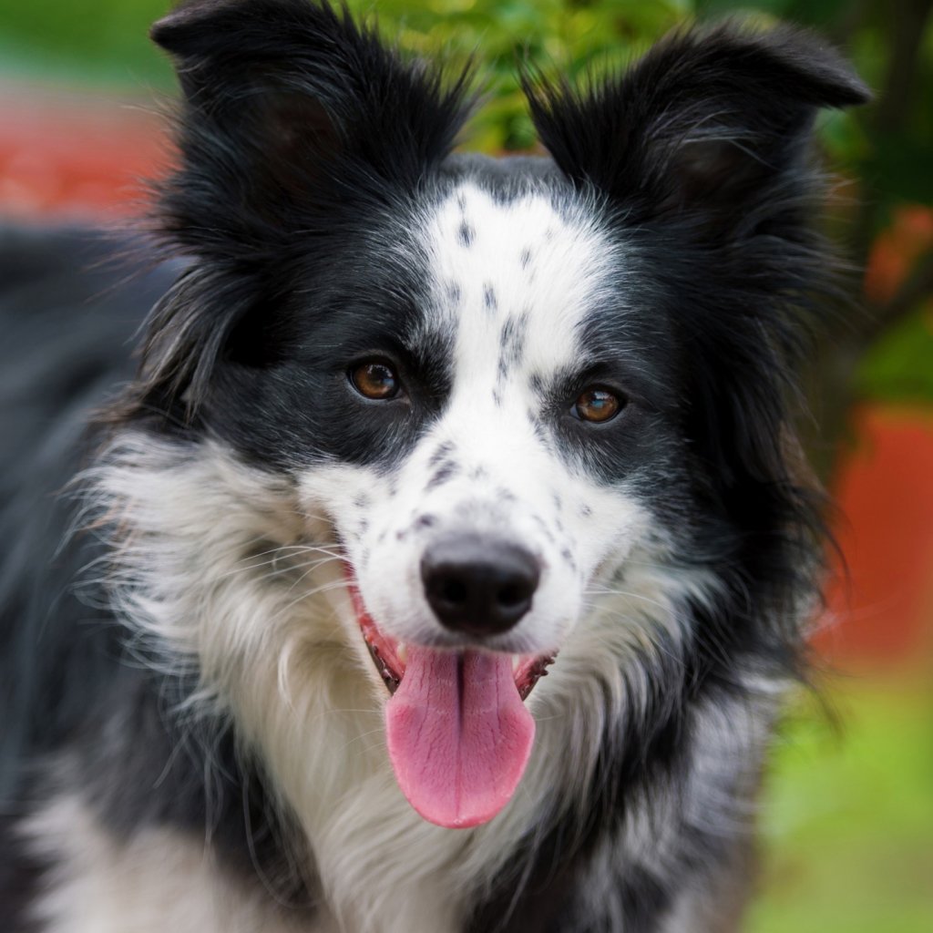 Метис бордер колли