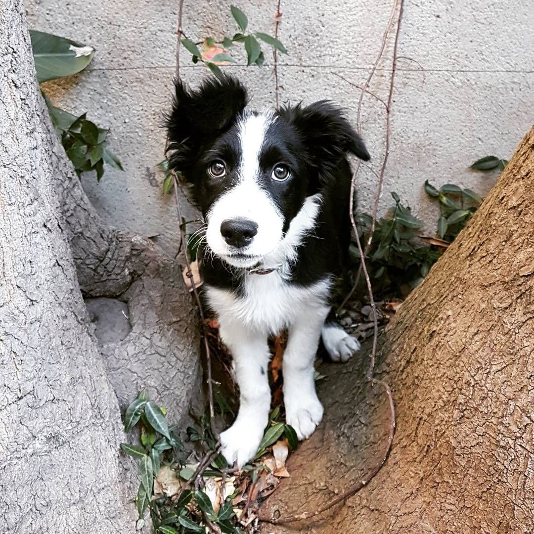 Бордер колли 3 месяца