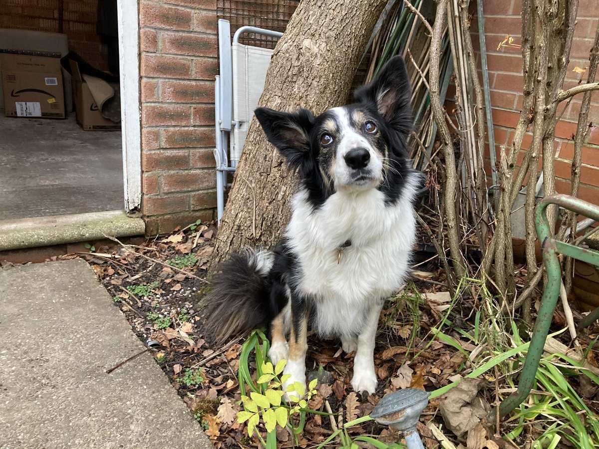 Метис бордер колли