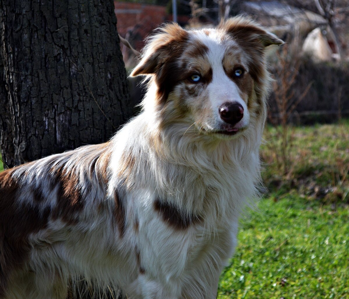 Бордер колли метис рыжий