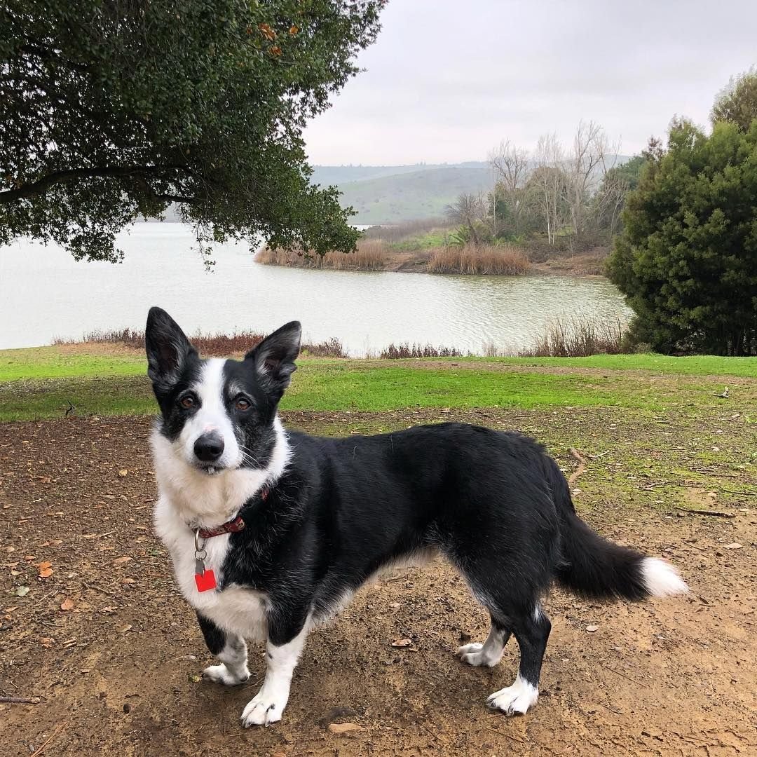 Бордер колли и корги