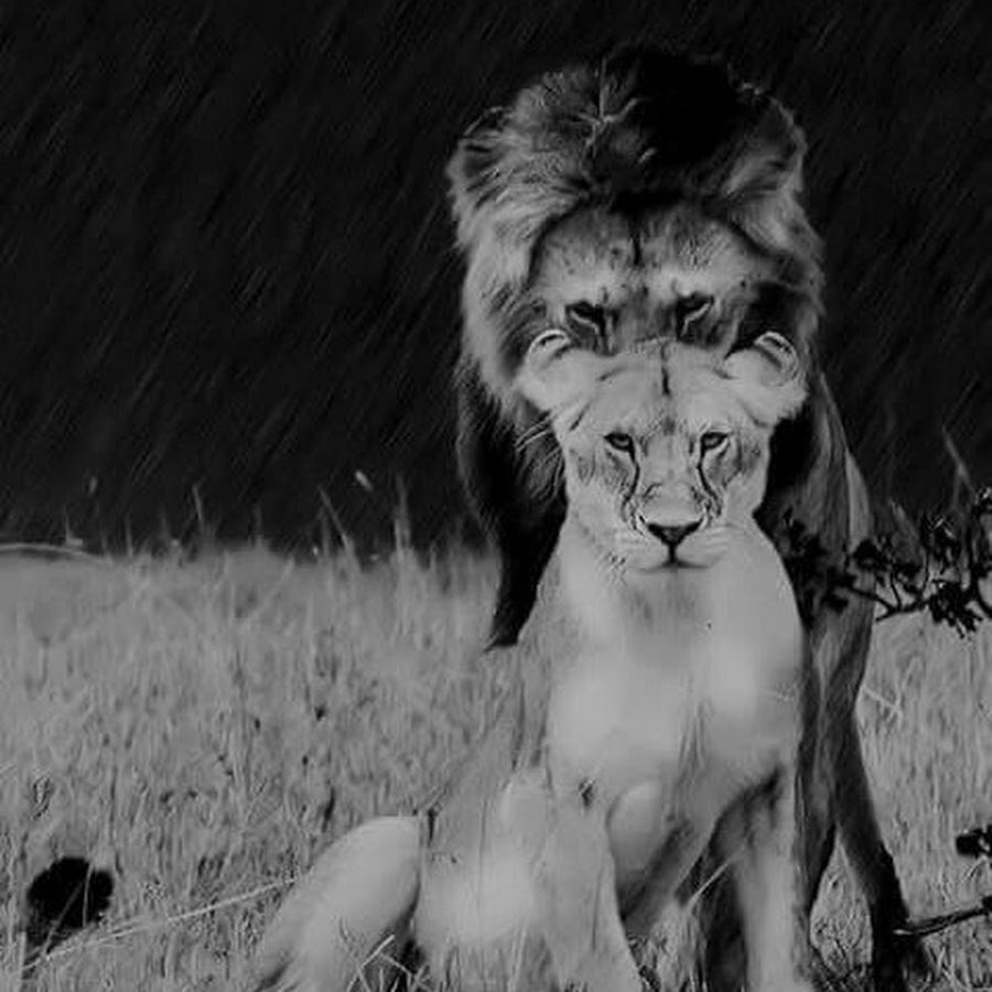 Лев за спиной львицы