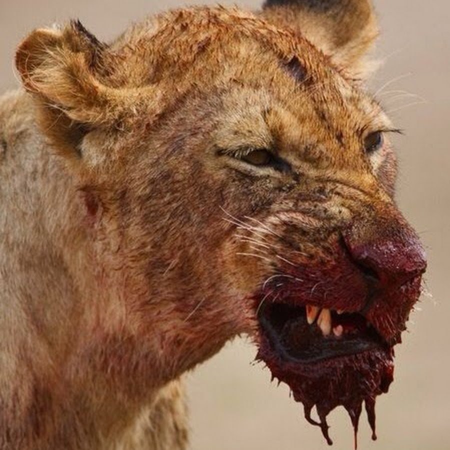 Окровавленная морда Льва