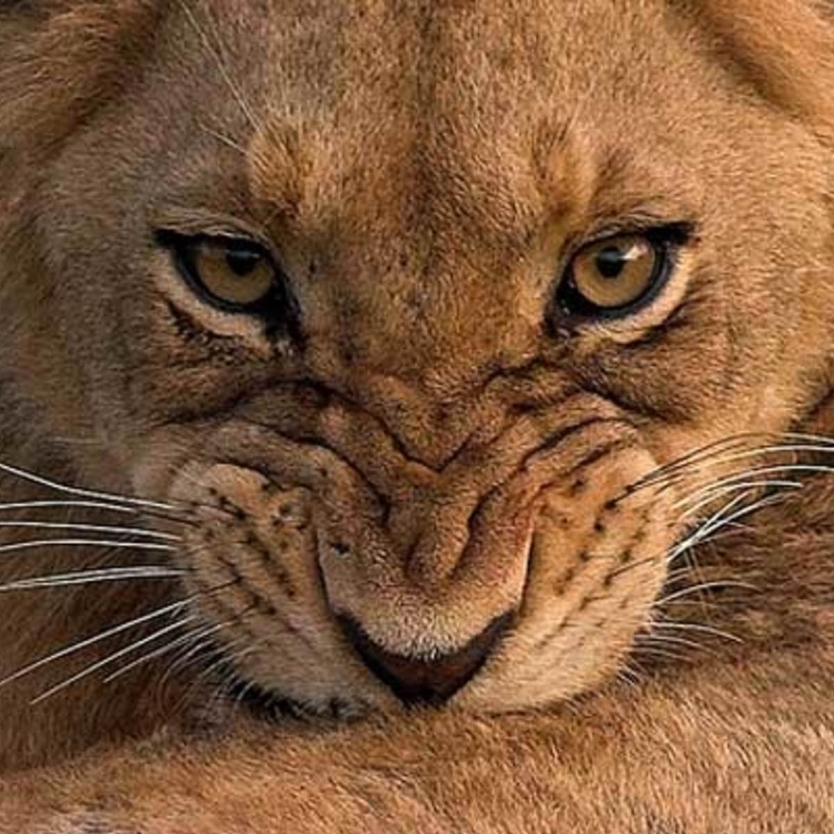 Львица рычит