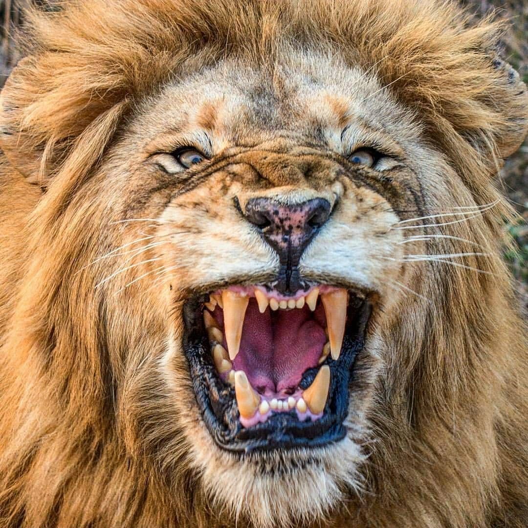 Лев с раскрытой пастью