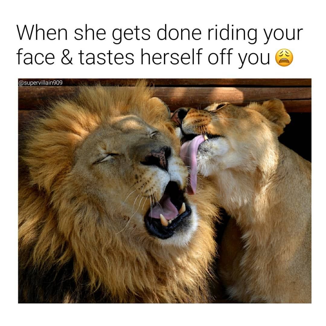 Лев лижет львицу