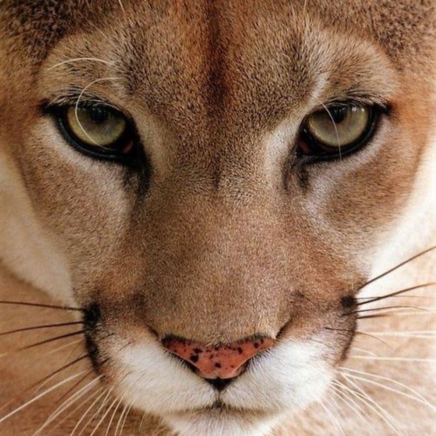 Разъяренный зверь