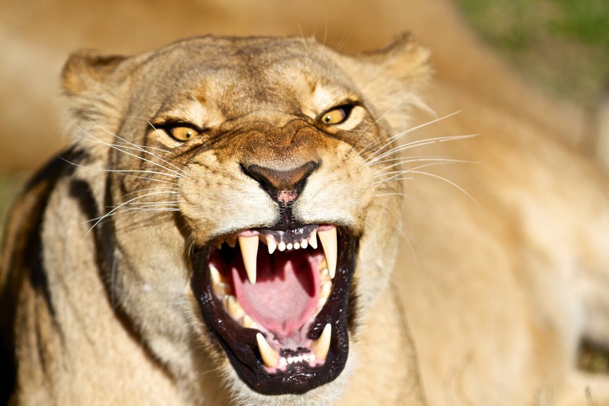 Львица оскал