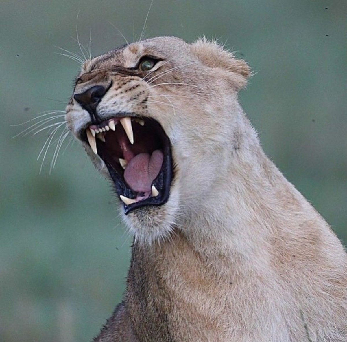 Львица оскал