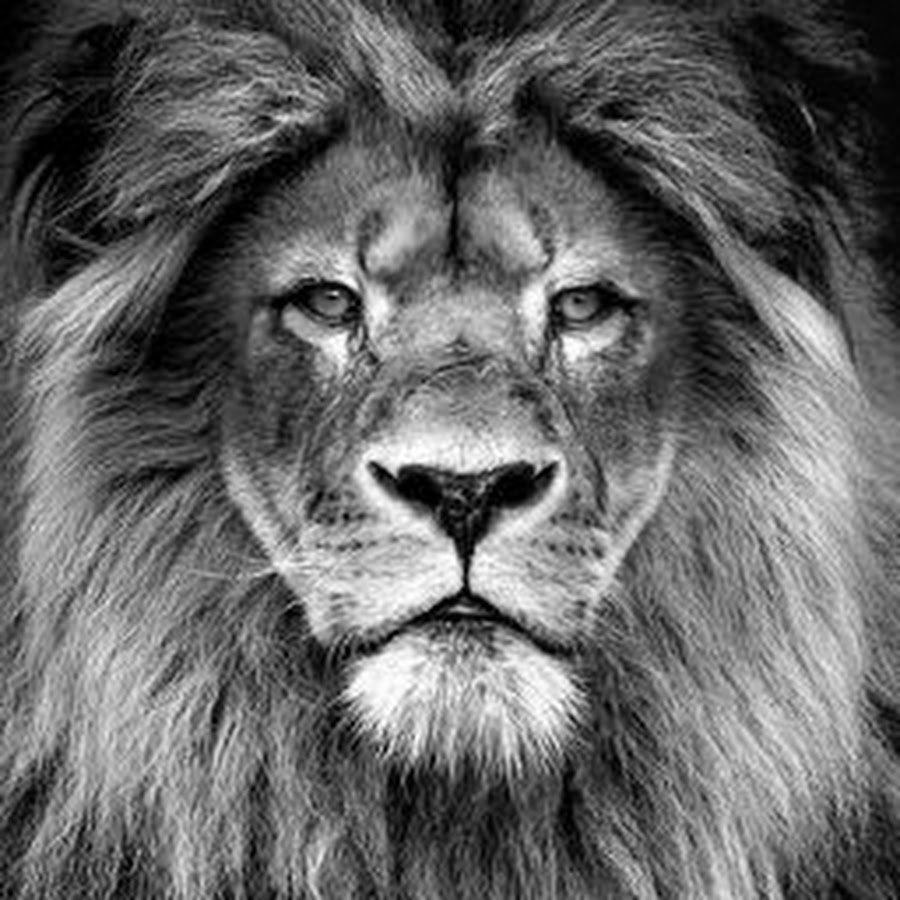 Львица оскал