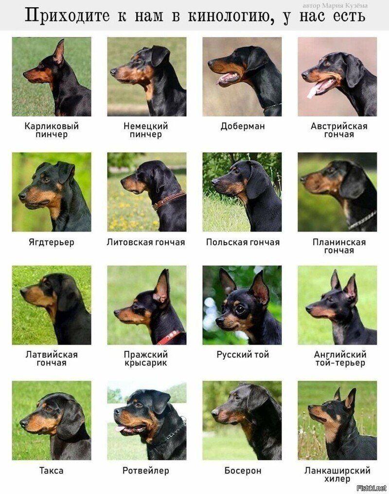 Терьер пинчер Цвергпинчер