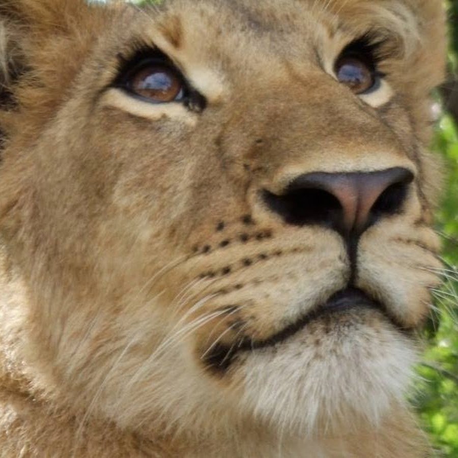 Дерзкая львица