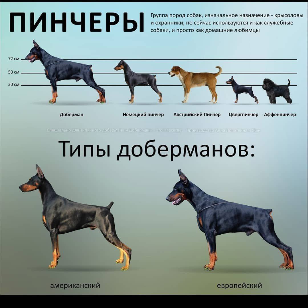 Цвергпинчер собака
