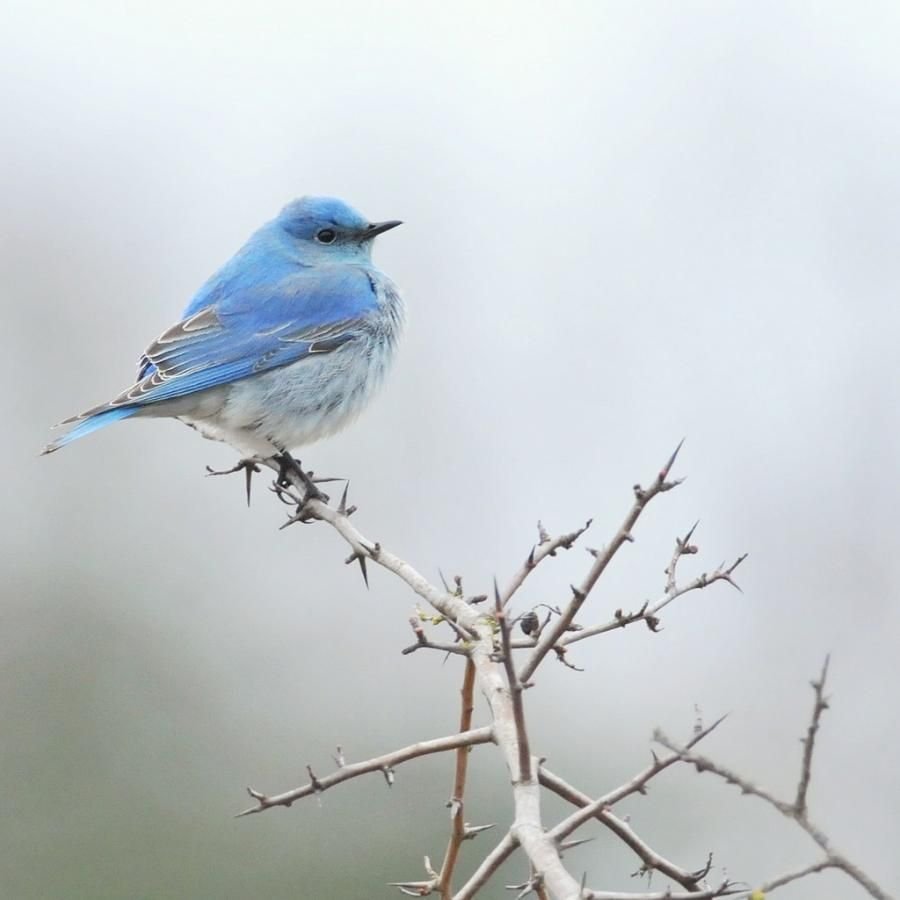 Сине голубая Горная Зарянка птица