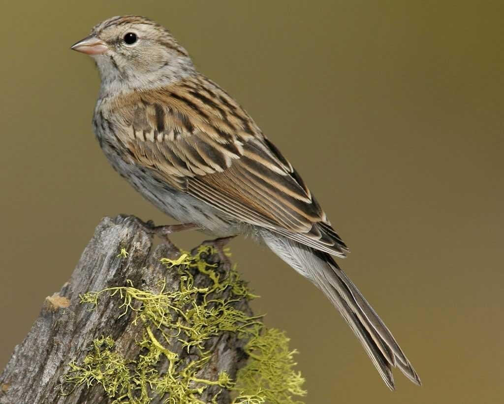 Птичка мозгоклюйка