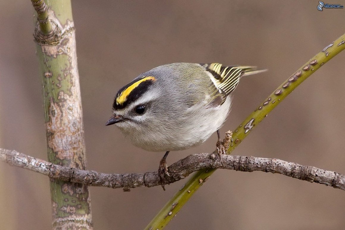 Золотоголовый Королек