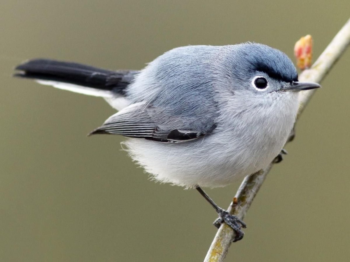Blue-Gray Gnatcatcher