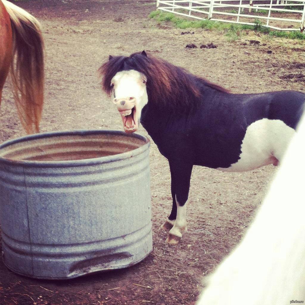 Ржачный пони