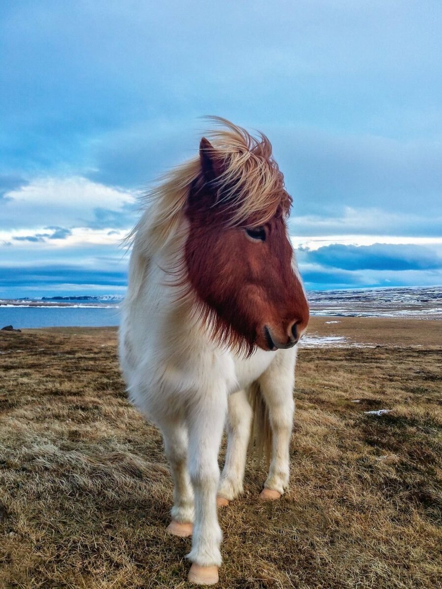 Исландия порода лошадей