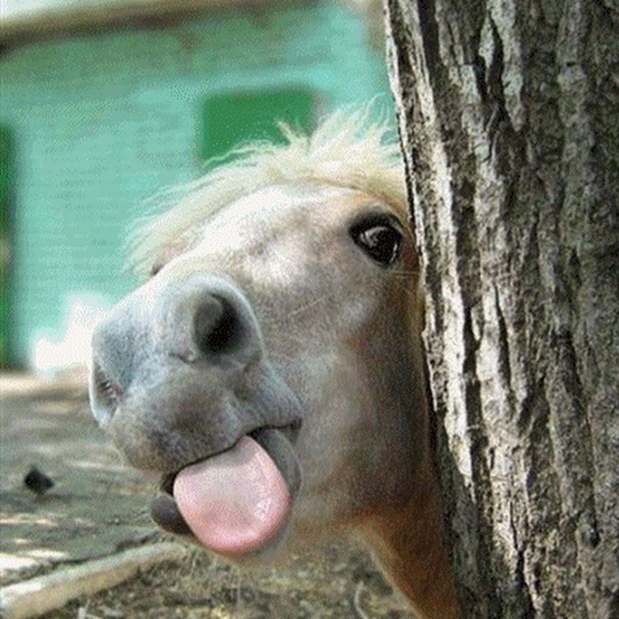 Забавные лошадки